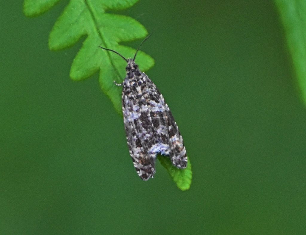 Falena da identificare 2: Celypha rivulana - Tortricidae